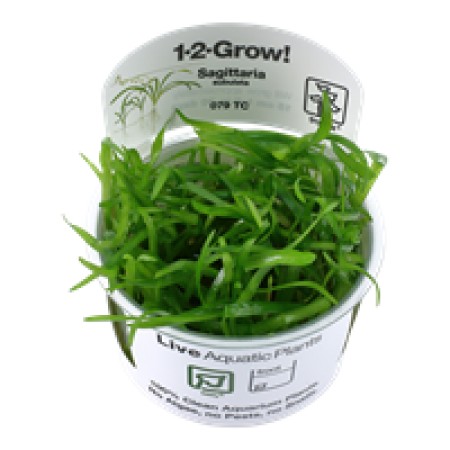 Sagittaria subulata 079 tc
