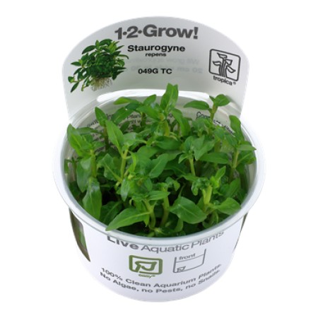 Staurogyne repens 049g tc