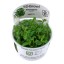 Staurogyne repens 049g tc