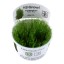 Taxiphyllum alternans 'Taiwan' 003 tc
