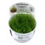 Taxiphyllum barbieri 003 tc
