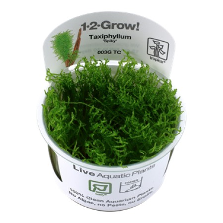 Taxiphyllum 'Spiky' 003g tc