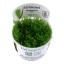 Taxiphyllum 'Spiky' 003g tc