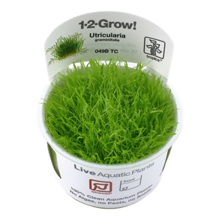 Utricularia graminifolia 049b  tc