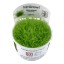Utricularia graminifolia 049b  tc