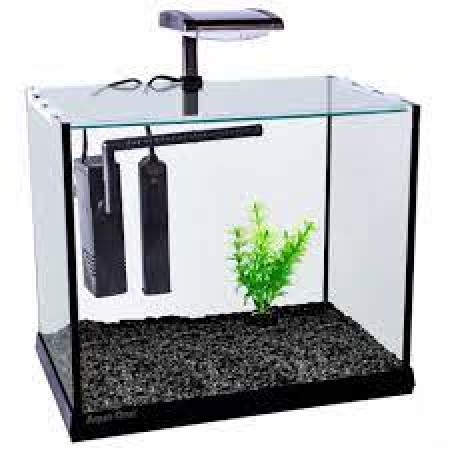 Betta Oasis