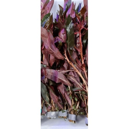 Ludwigia Perennis