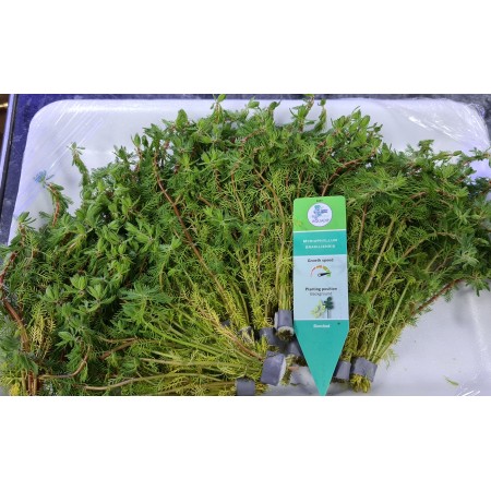 Myriophyllum Brasiliensis Dutch grown