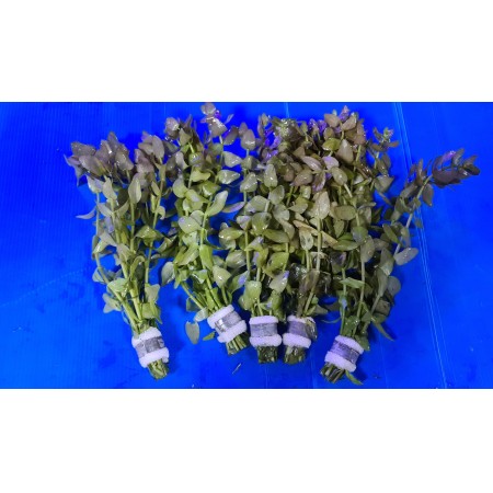 Bacopa Caroliniana