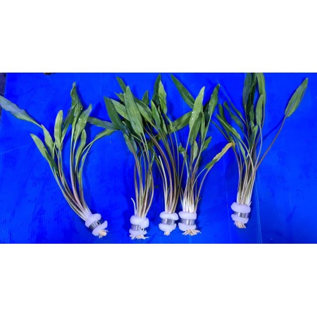 Cryptocoryne Lucens