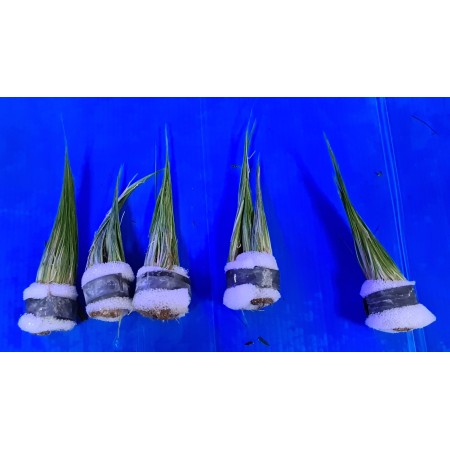 Eleocharis Parvulas