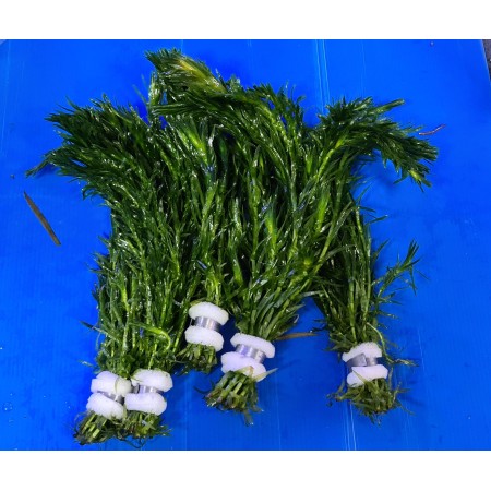 Egeria Densa