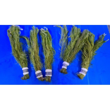 Myriophyllum Hippuroides