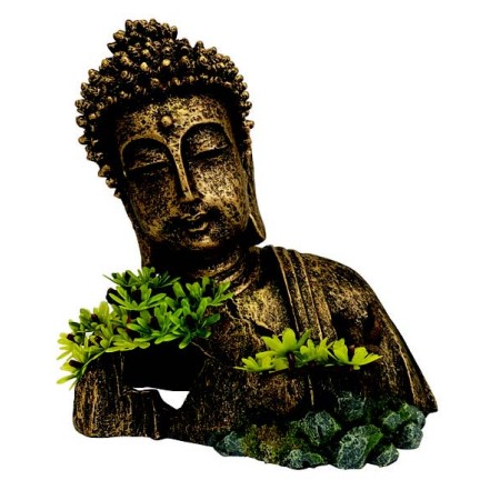 Buddha Head