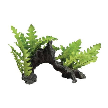 Rock with Green Trichomanes