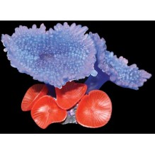 Copi Coral Disc Anemone