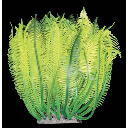 Copi Coral Feather Star