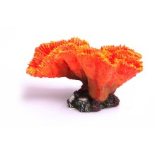 Copi Coral Euphyllia Orange