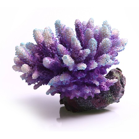 Copi Coral Acropora Purple/aqua