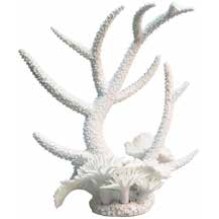 White Coral Staghorn & Anemones