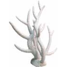 White Coral Staghorn