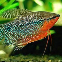 Pearl gouramies trichogaster leeri