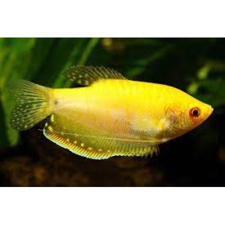 Gold Gouramies - Trichogaster Trichopterus