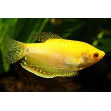 Gold Gouramies - Trichogaster Trichopterus