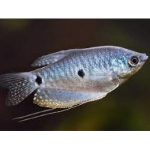 Opaline / 3spot Gourami - Trichogaster Trichopterus