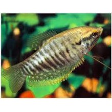 Snakeskin Gourami -  Trichogaster Pectoralis