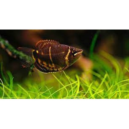 Chocolate gourami - Sphaerichthys Osphronemoides