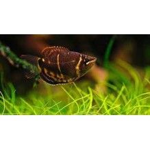Chocolate gourami - Sphaerichthys Osphronemoides