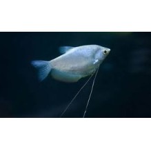 Moonlight Gourami - Trichogaster Microlepis
