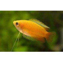 Gold Honey Gourami