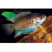 Indian Gourami- Trichogaster fasciata