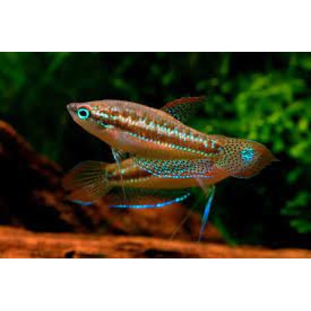 Sparkling Gourami - Trichopsis pumila