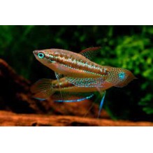 Sparkling Gourami - Trichopsis pumila
