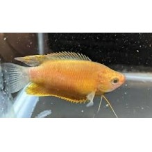 Thicklip Gourami - Colisa labiosa/Trichogaster labiosa