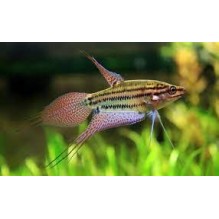 Croaking Gourami - Trichopsis Vittata