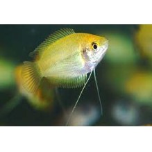 Honey Gourami - Trichogaster Chuna