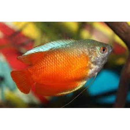 male