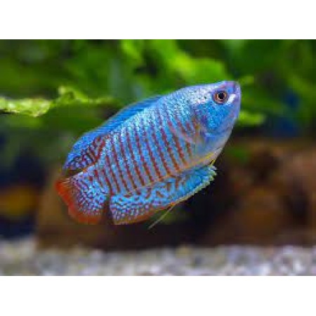 Electric Blue Gourami -Trichogaster lalius