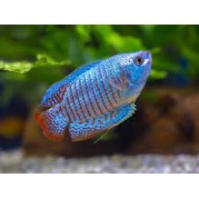Electric Blue Gourami -Trichogaster lalius
