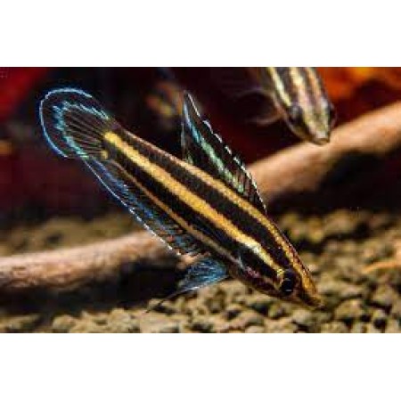 Licorice Gourami -