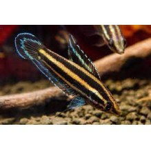 Licorice Gourami -