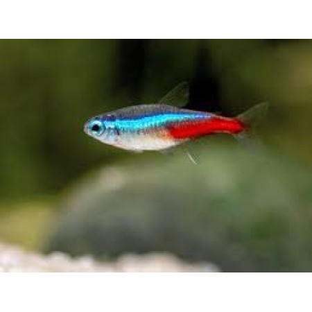 Neon (small)Tetras