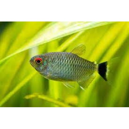 Redeye Tetra - - Moenkhausia Sanctaefilomenae