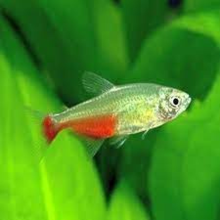 Rathbuni Tetra - Aphyocharax rathbuni
