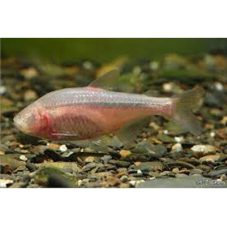 Blindcave Tetra - Astyanax Jordani