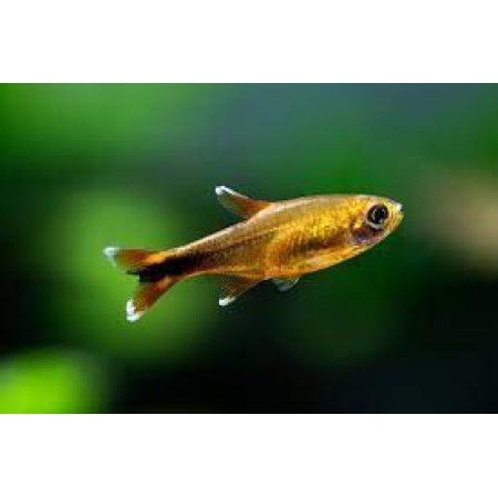 Silvertip Tetra -  Hasemania Nana